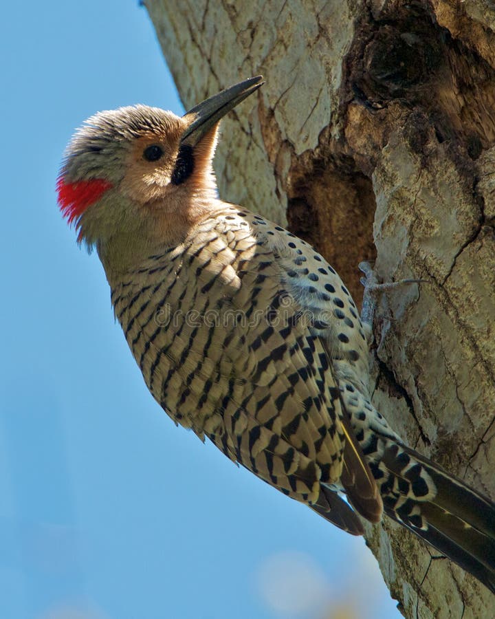 Northern Flicker