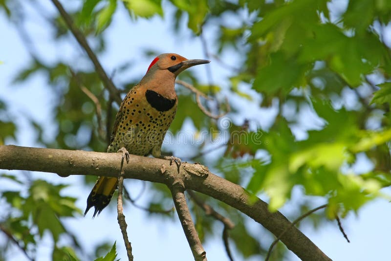 Northern Flicker Male