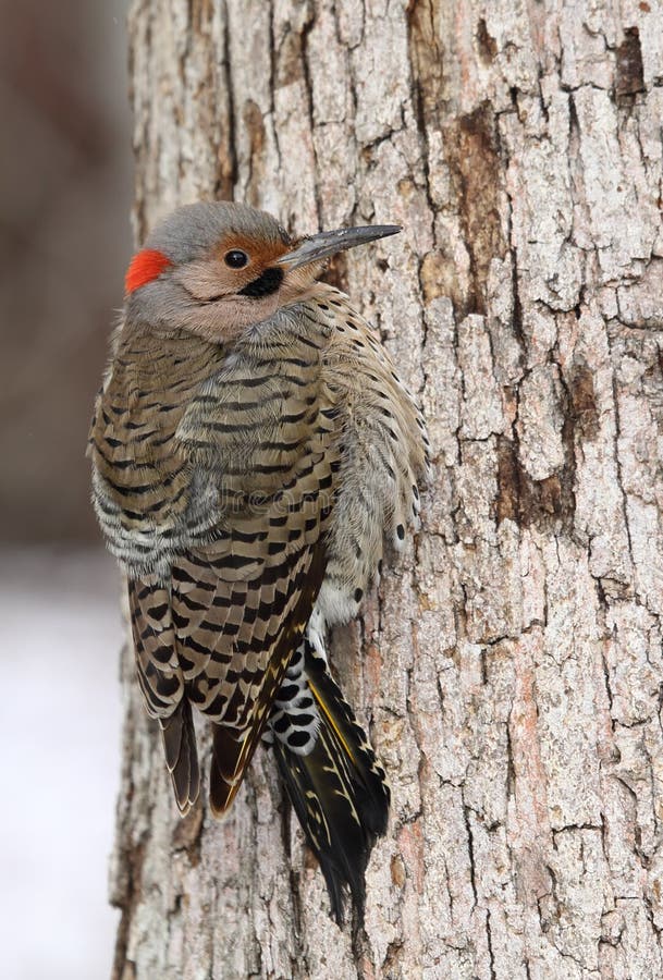 Northern Flicker Red Shafted Woodpecker Bird Male Stock Photos - Free