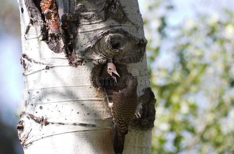 Northern Flicker stock photo. Image of tree, nature, hole - 94638126