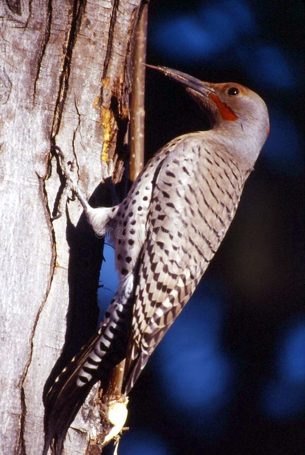 Northern Flicker Woodpecker (Colaptes auratus)