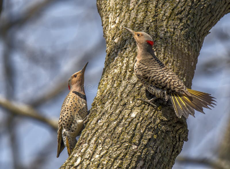 Northern Flickers in Courtship Dance