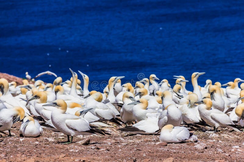 Northern Gannet Colony