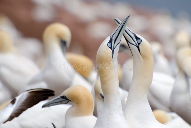 Northern gannet fencing