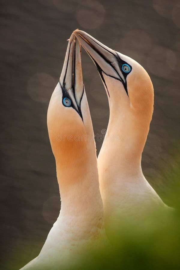 Northern Gannet