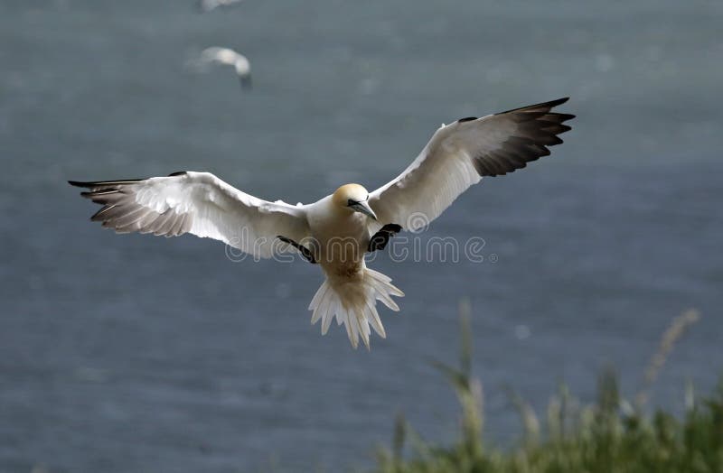 Northern gannets on the cliffs at Bempton stock images