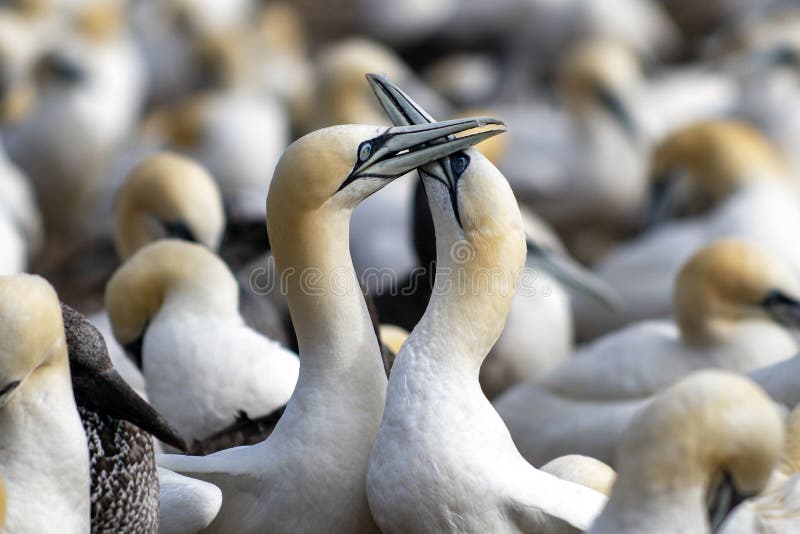 Northern Gannets