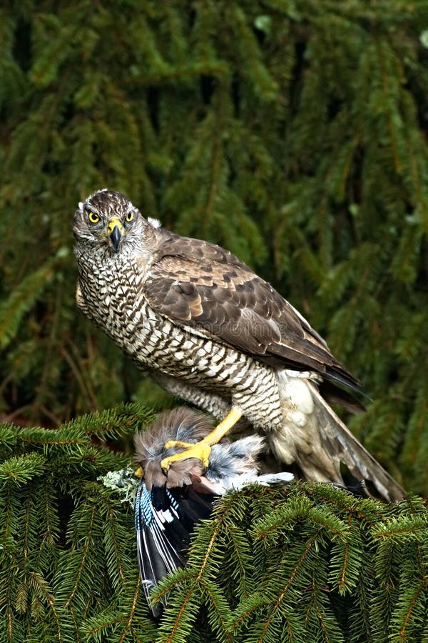 Northern Goshawk