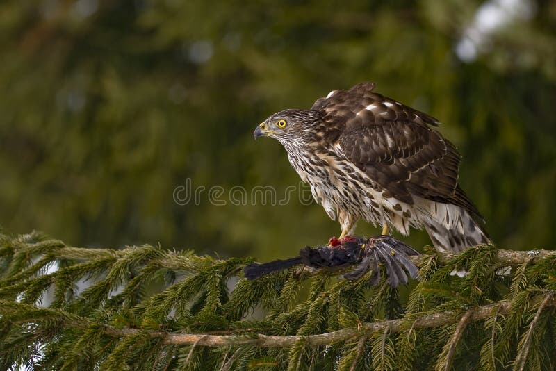 Northern Goshawk (Accipiter gentilis)