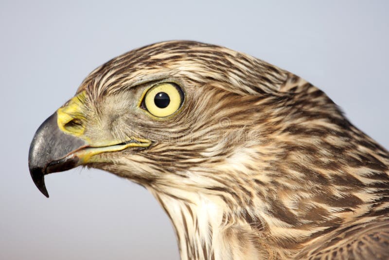 Northern Goshawk (Accipiter gentilis)