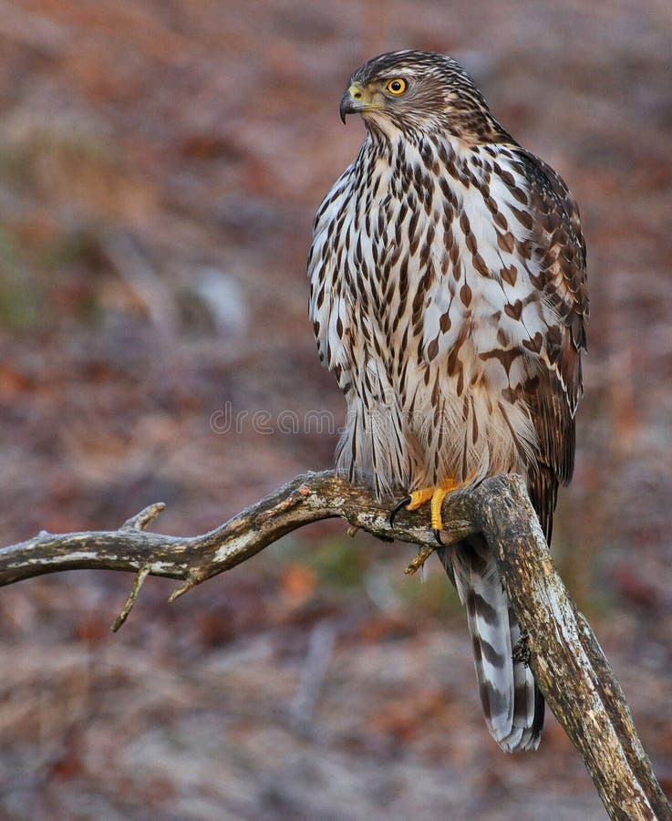 Northern Goshawk sitting on old branch royalty free stock photo Northern Goshawk sitting on old branch royalty free stock photo
