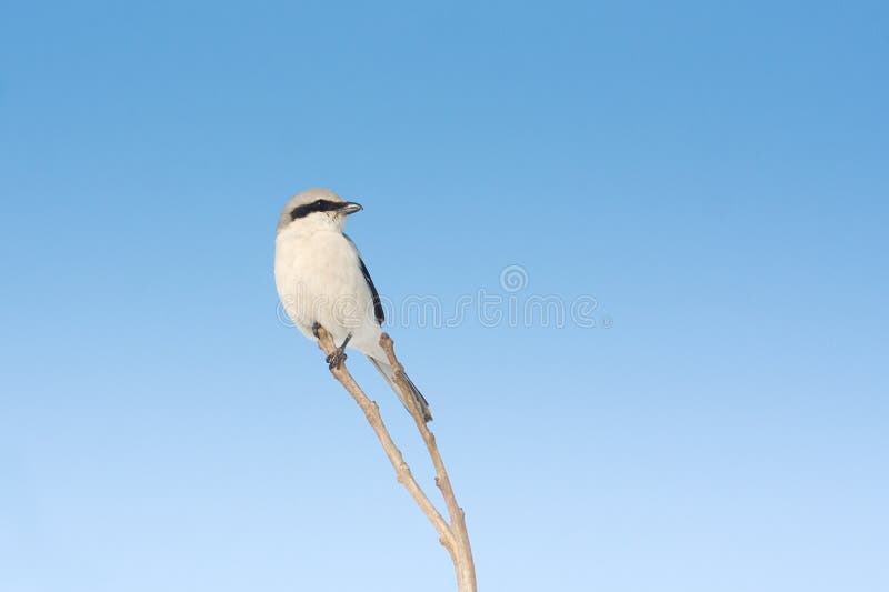 Northern Grey Shrike, Lanius excubitor