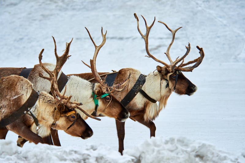 House with deer head stock image. Image of animals, wood 104645147
