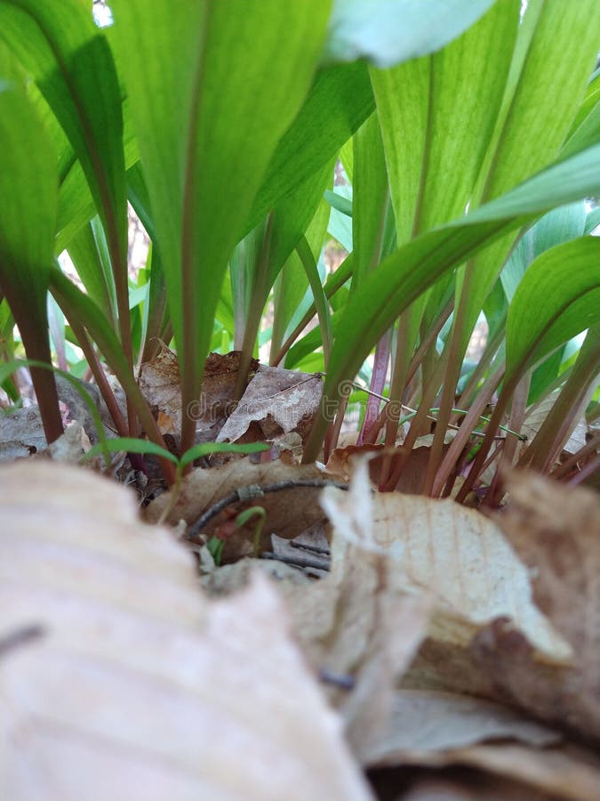 Northern Michigan leeks stock photo. Image of green 182389284