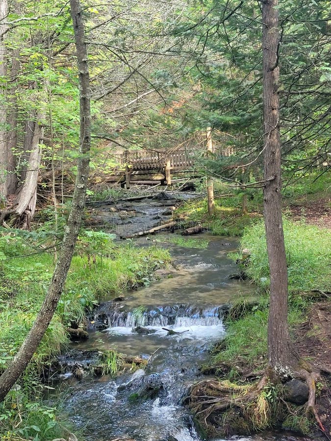 Northern Michigan Streams and Rivers Stock Photo Image of wilderness, garden 262825302