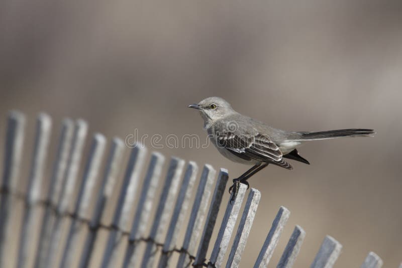 Northern Mockingbird (Mimus polyglottos)