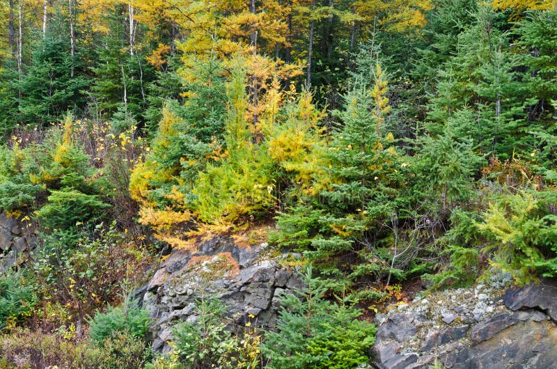 Northern Ontario Forest stock photo. Image of light 184210070