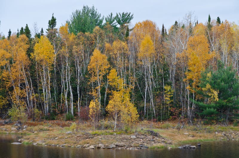 Northern Ontario Forest stock photo. Image of landscape 50359258