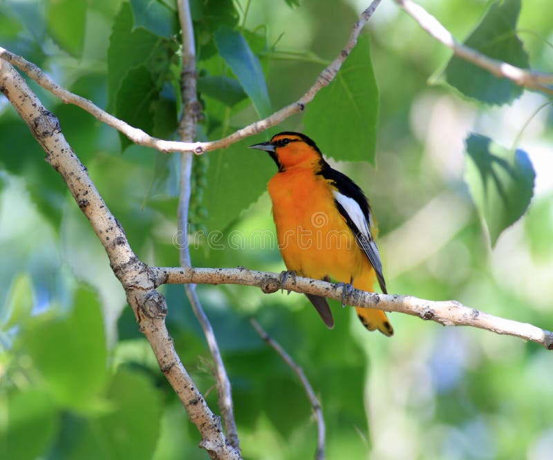 Northern Oriole