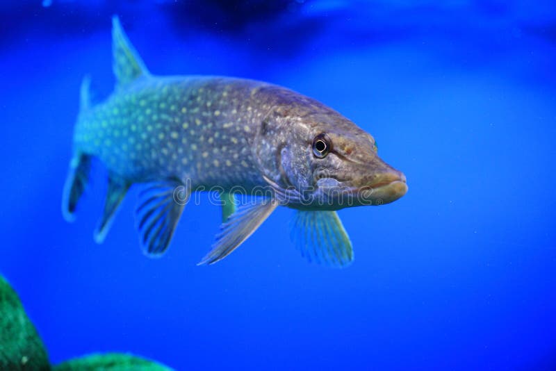 The adult northern pike floating in water.