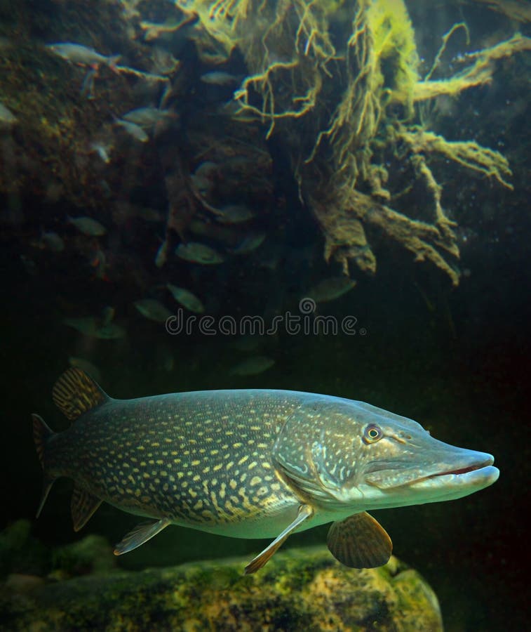 Underwater photo of a big Pike (Esox Lucius). Underwater photo of a big Pike (Esox Lucius).