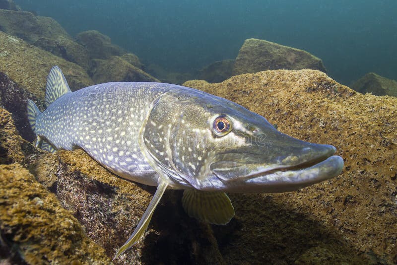 Freshwater fish Northern pike Esox lucius in the beautiful clean pound. Underwater shot with nice bacground and natural light. Wild life animal.