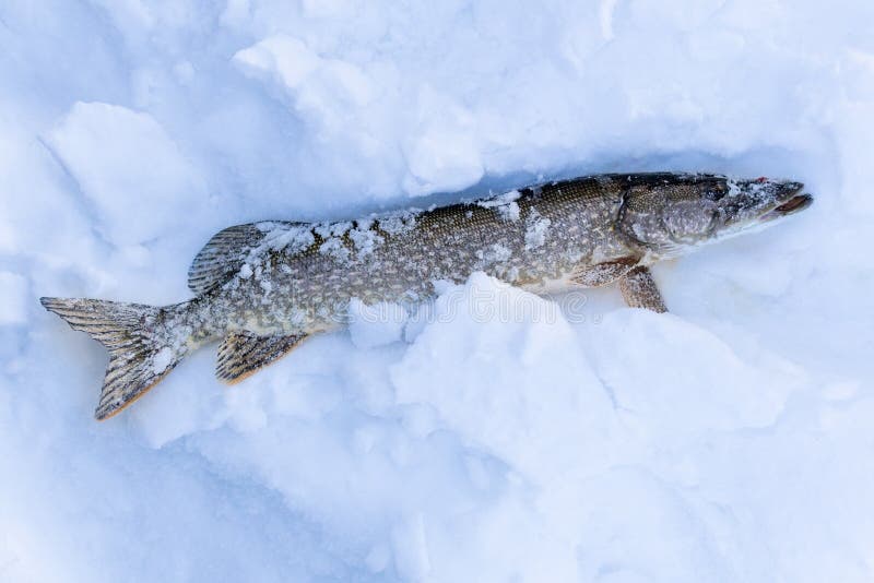 201 Ice Fishing Northern Pike Stock Photos - Free & Royalty-Free Stock  Photos from Dreamstime
