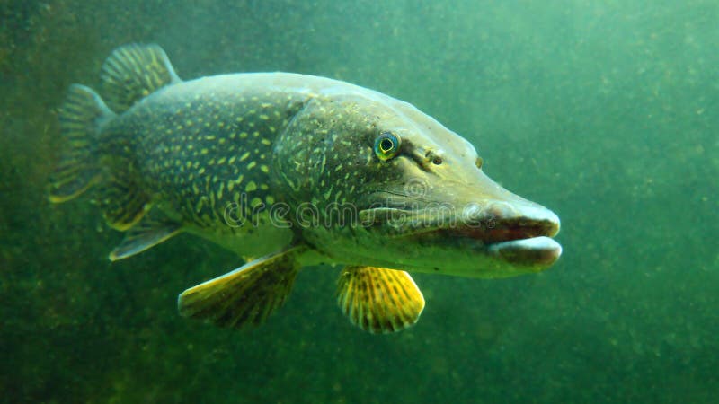 The Northern Pike - Esox Lucius. Underwater photo of predatory fish from freshwater lake. Animals and wildlife theme. The Northern Pike - Esox Lucius. Underwater photo of predatory fish from freshwater lake. Animals and wildlife theme