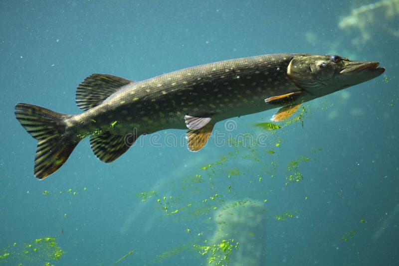 Northern pike (Esox lucius). Wildlife animal.