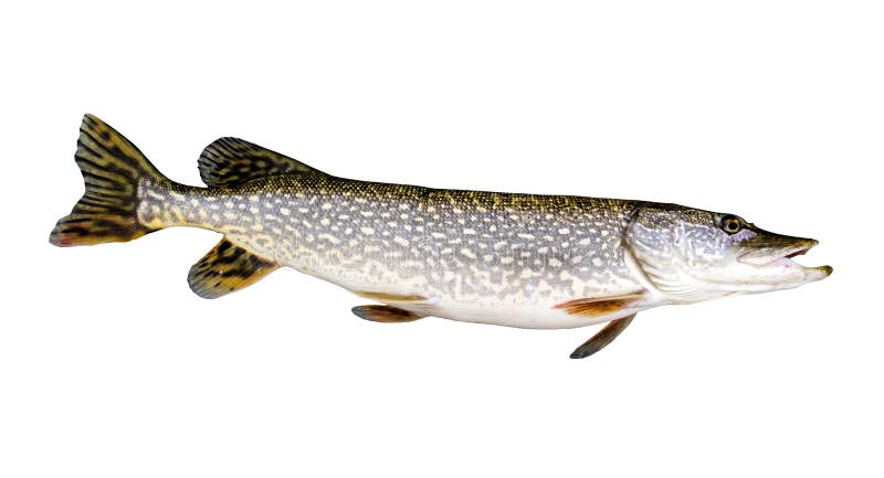Northern Pike isolated over a white background.