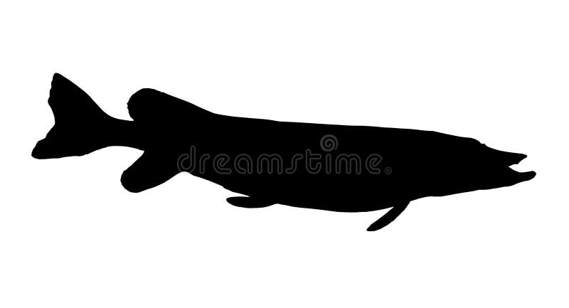 Northern Pike Silhouette of black isolated over a white background.