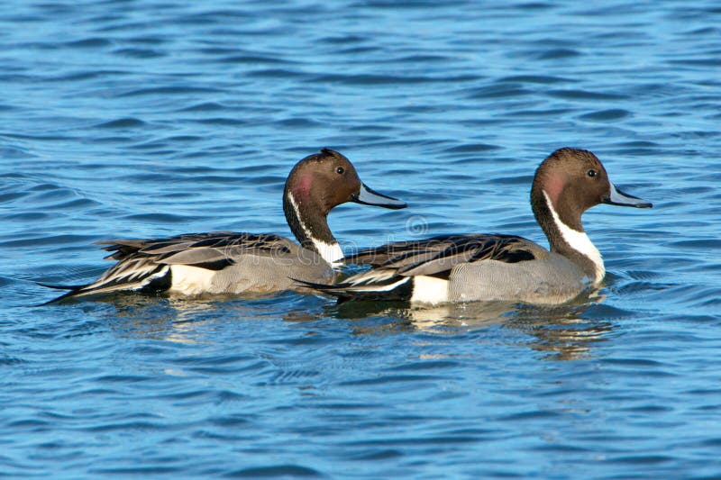 Northern Pintails