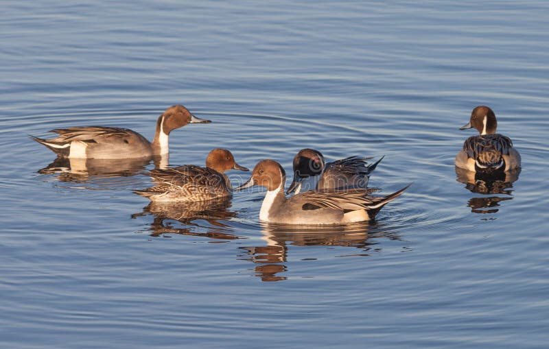 Northern Pintails stock images Northern Pintails stock images