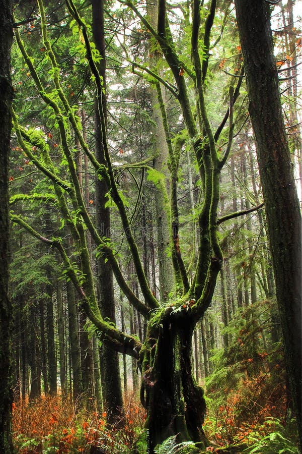 Northern Rain forests royalty free stock image Northern Rain forests royalty free stock image