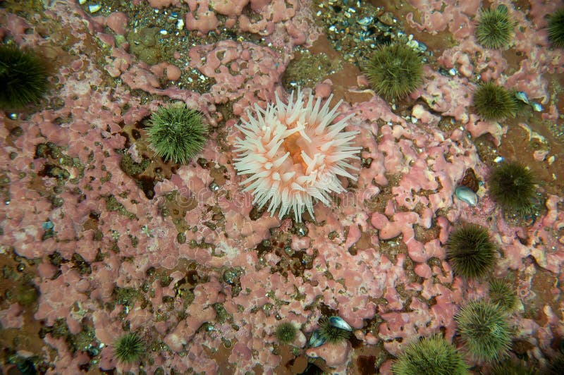 Northern red anemone (Urticina felina)
