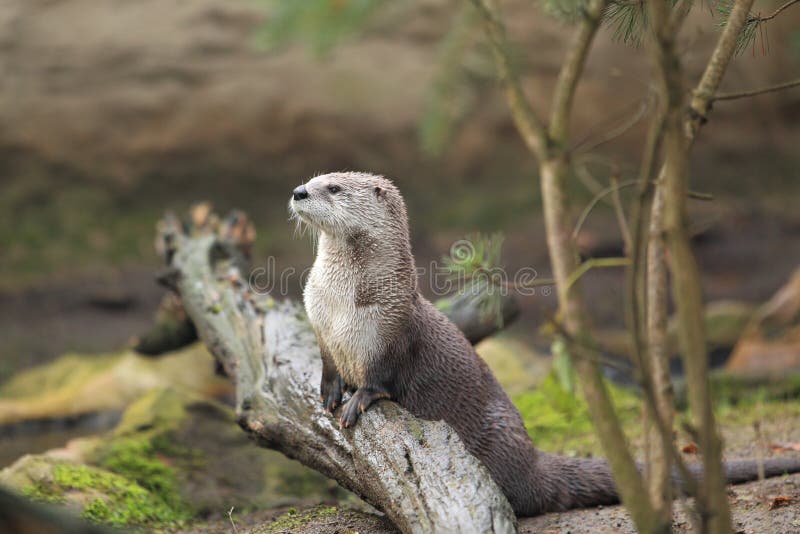 Northern river otter