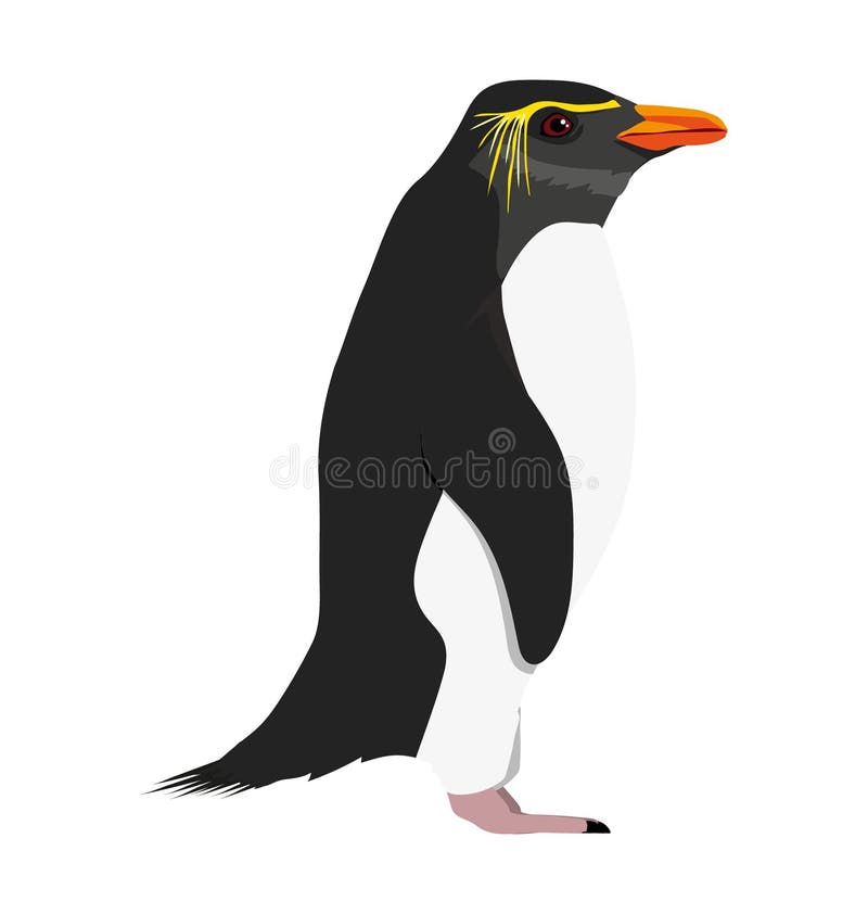Southern rockhopper penguin vintage Royalty Free Vector