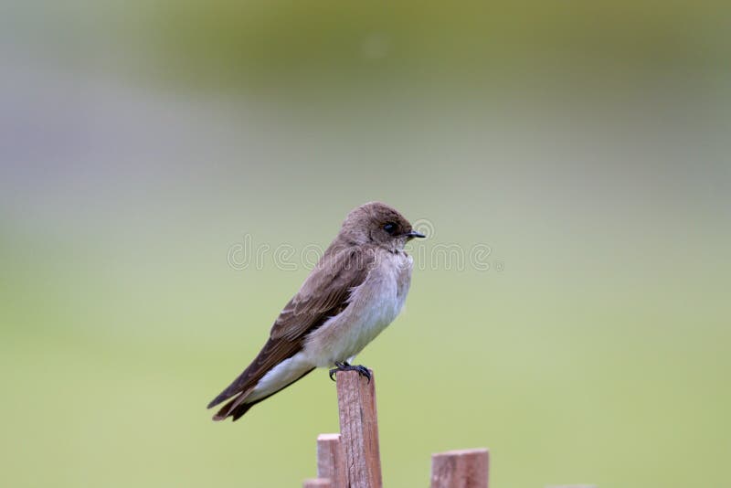 Northern Rough-winged Swallow  802481