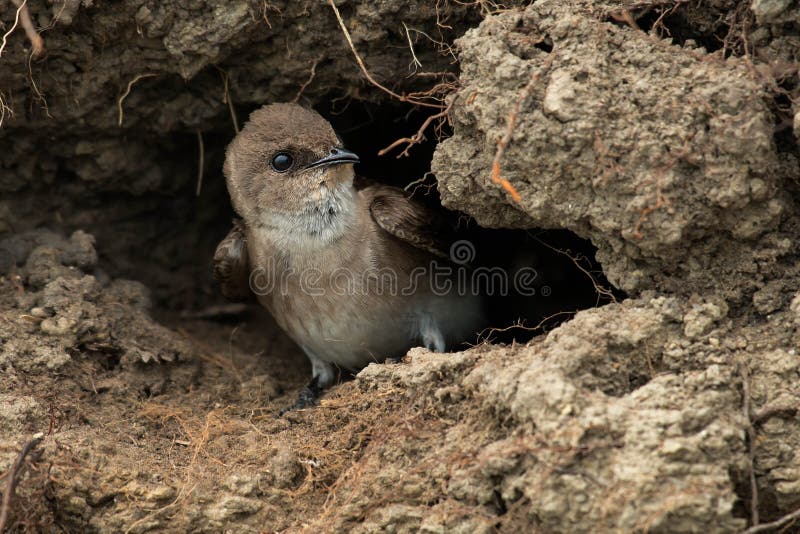 Northern Rough-winged Swallow - Stelgidopteryx serripennis