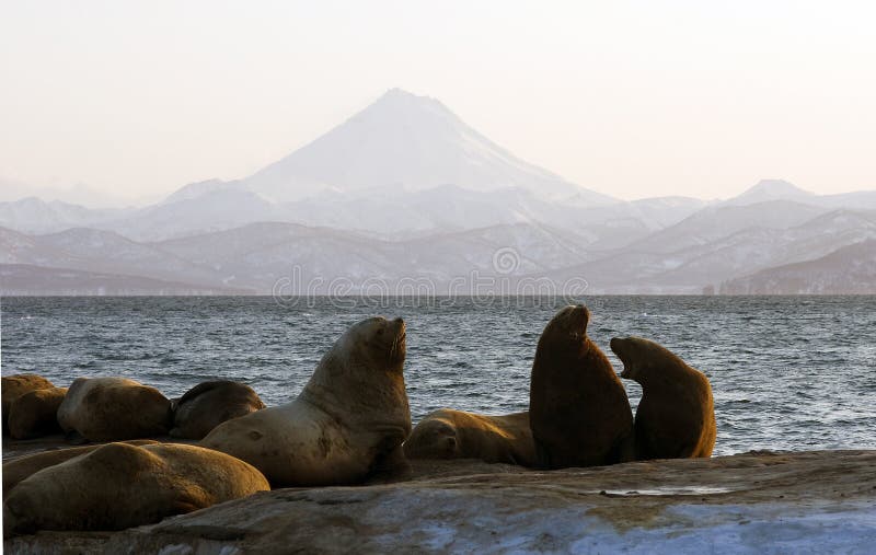 Northern sea-lion.