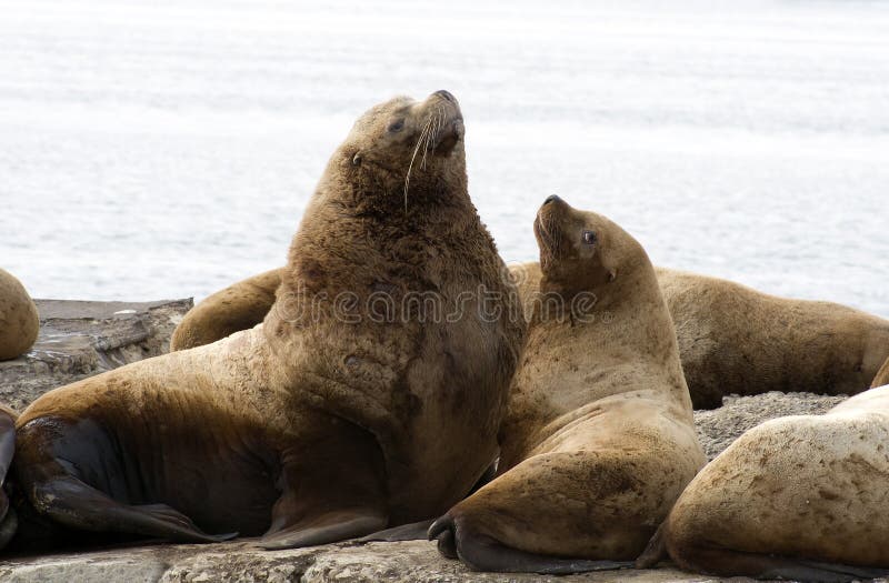 Northern sea-lion.