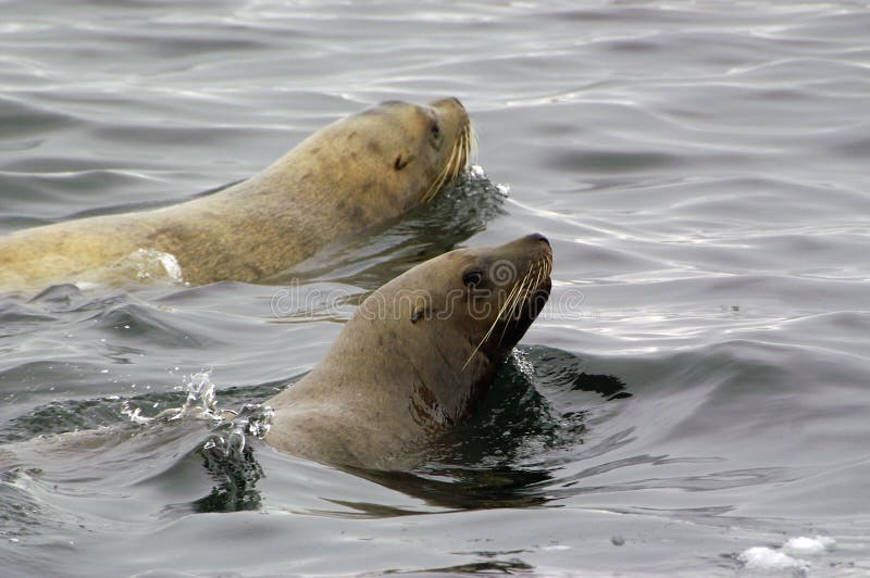 Northern sea-lion (Eumetopias jubatus)