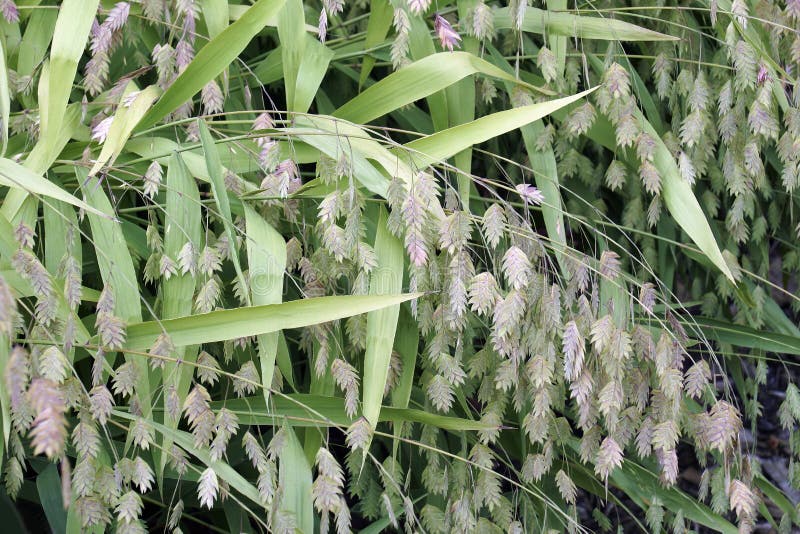 Northern Sea Oats plants stock image. Image of ornamental - 168906397