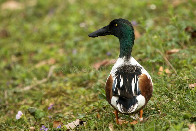 Northern shoveler Anas clypeata male duck on the lake shore, green vegetation in background, scene from wildlife, Switzerland