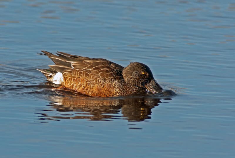 Northern Shoveler Drake royalty free stock image