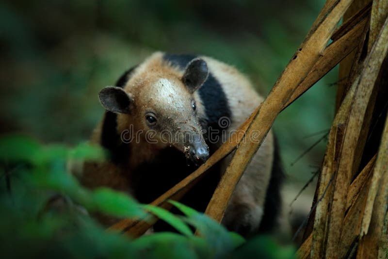 Northern tamandua, Tamandua mexicana, wild anteater in the nature forest habitat, Corcovado NP, Costa Rica. Wildlife scene from stock photos Northern tamandua, Tamandua mexicana, wild anteater in the nature forest habitat, Corcovado NP, Costa Rica. Wildlife scene from stock photos