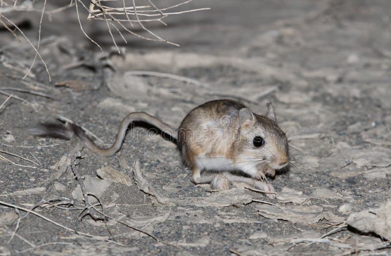 Northern Threetoed Jerboa, Dipus Sagitta Stock Image Image of