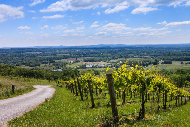 Northern Virginia Countryside. Rural countryside with small vineyard of grapes along country road with sweeping views of northern Virginia stock image Northern Virginia Countryside. Rural countryside with small vineyard of grapes along country road with sweeping views of northern Virginia stock image