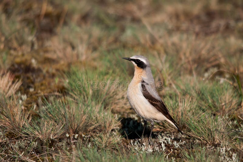 Northern Wheatear (Oenanthe oenanthe)