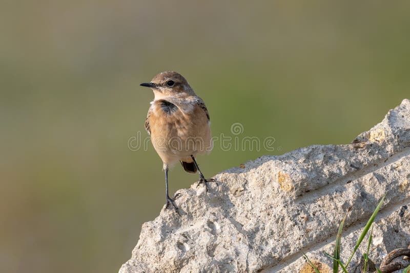 Close up of a Northern wheatear Oenanthe oenanthe in the field royalty free stock images